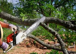 Reliable Corcoran, CA Tree Care Solutions