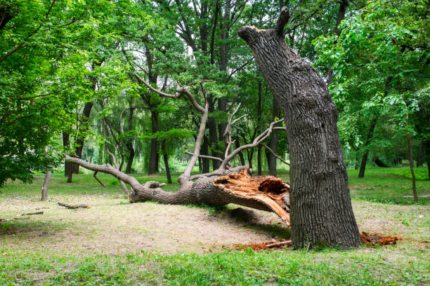 Best Firewood Processing and Delivery  in Corcoran, CA