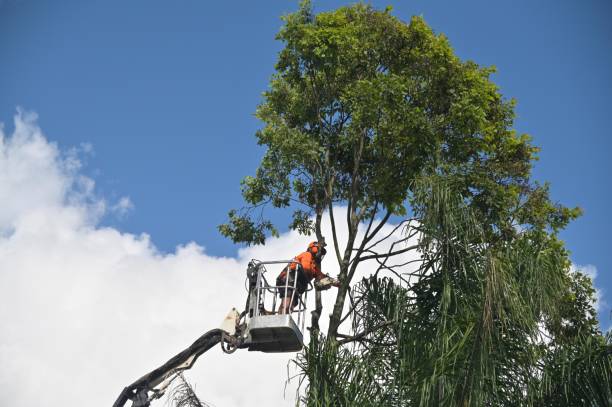 Best Tree Health Inspection  in Corcoran, CA