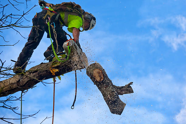 How Our Tree Care Process Works  in  Corcoran, CA